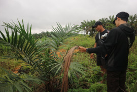 Oil palm replanting